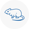 Rat Control East Knighton