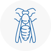 East Knighton Wasp Nest Removal